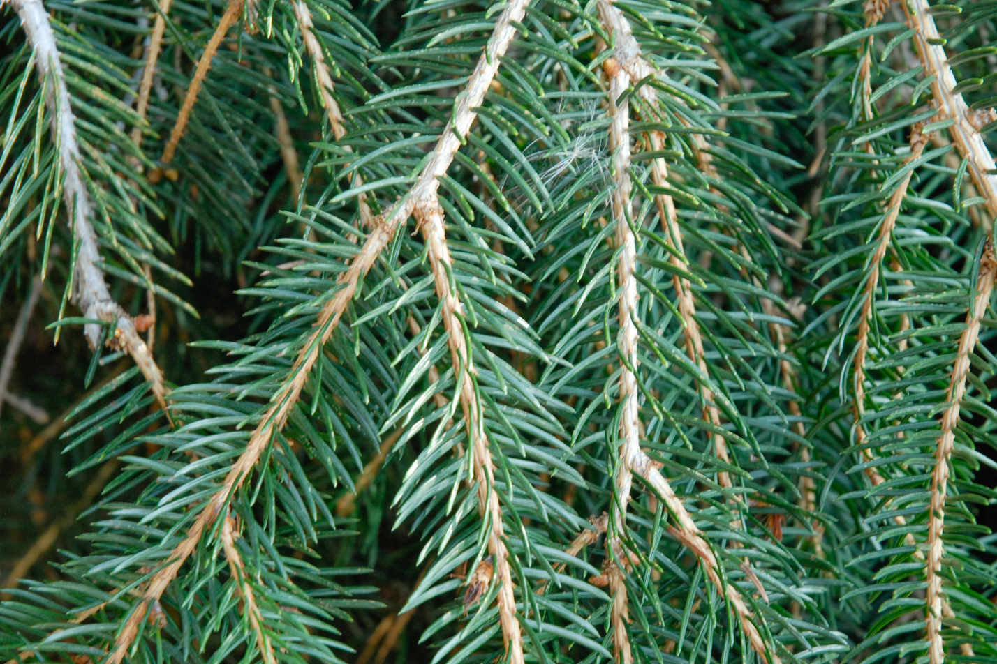 Weeping Norway Spruce